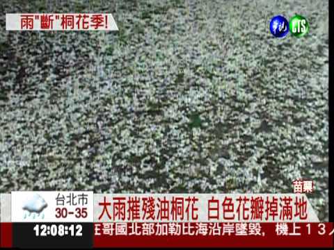 大雨打落"五月雪" 滿地桐花泥