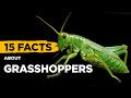 15 Fascinating Facts About Grasshoppers