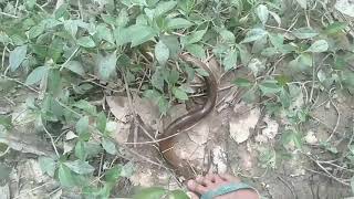 Download lagu Najur||mancing|| belut perrdana di lebaran haji dapat rejeki nomplok mp3