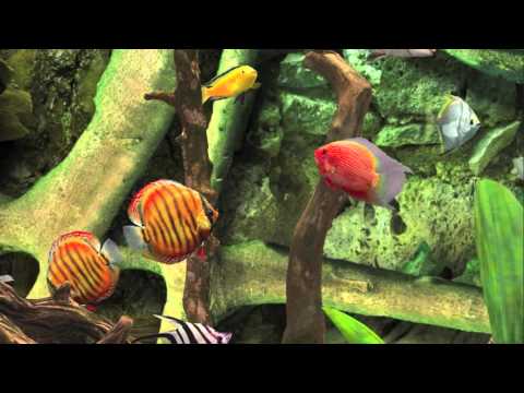 MyLake 3D Aquarium Video