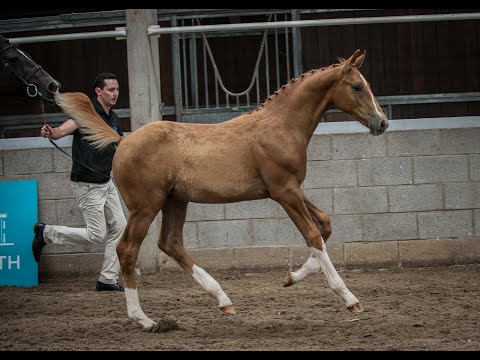 Bolesworth Elite Foal Auction | Lot 6: Conthargo