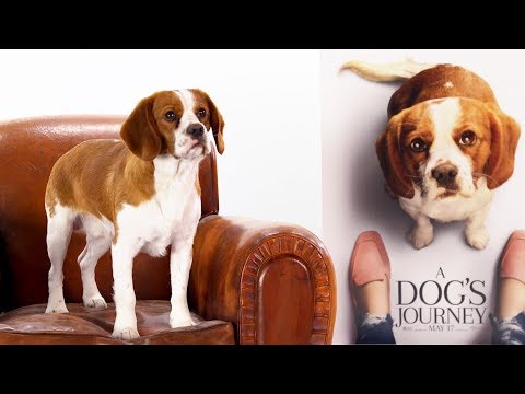 A Dog's Journey (Featurette 'Dog Interview')