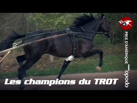 Les champions du TROT : Objectif Prix d'Amérique Opodo 2016