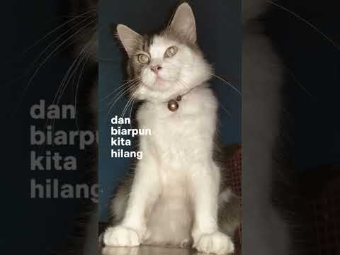 #shorts #tiktok #viral #sad #youtube #cat #youtubeshorts