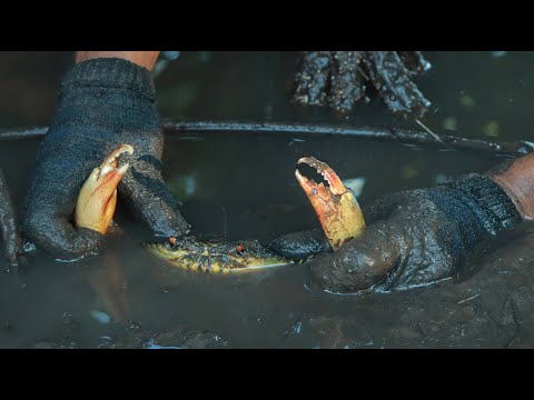 New Amazing Technology Crab Catching - Unique Crabs