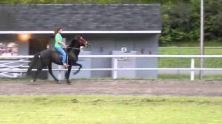 "Shadow of a Doubt" Stallion