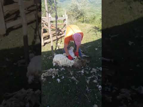 Tunsul oilor sacalu de padure 2018