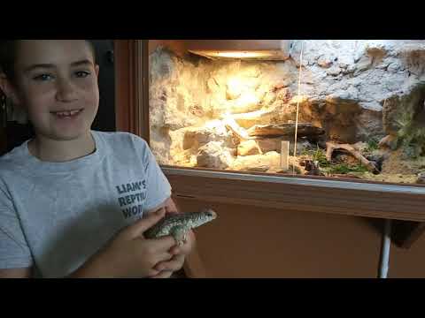 Meet the Desert Iguana and Collared lizard!