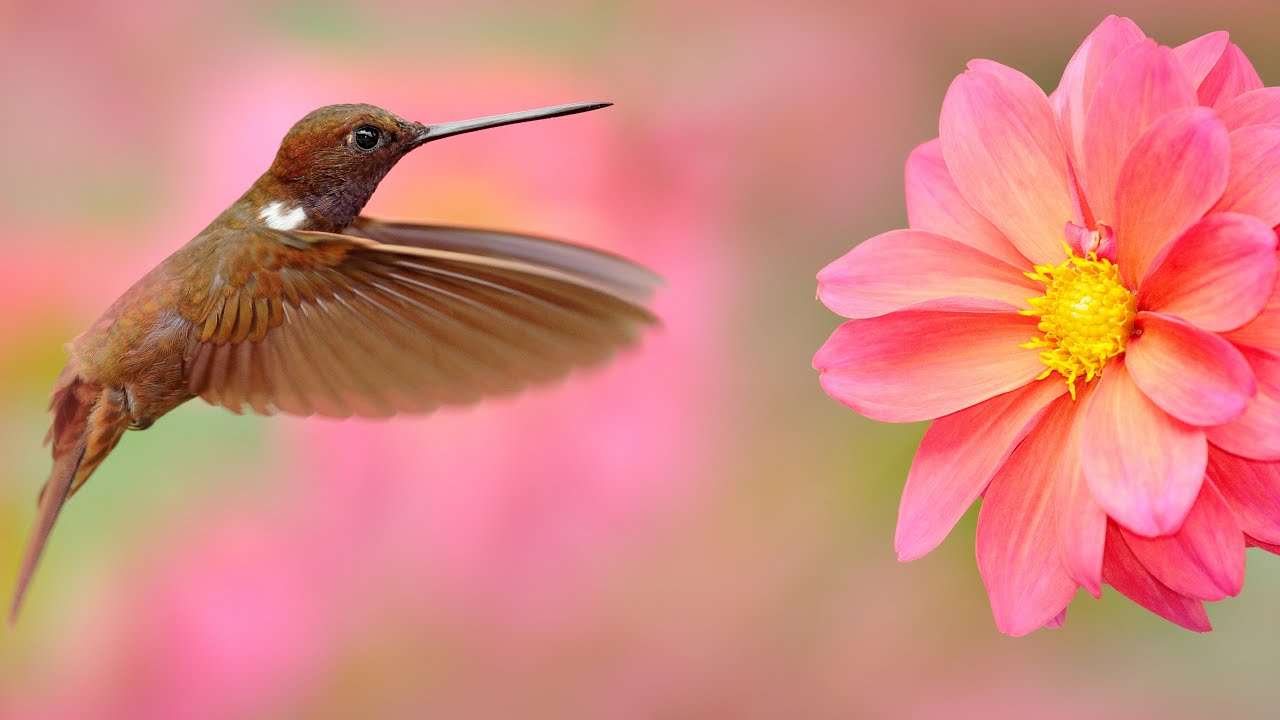 Earth BioGenome Project | Frontiers in Science