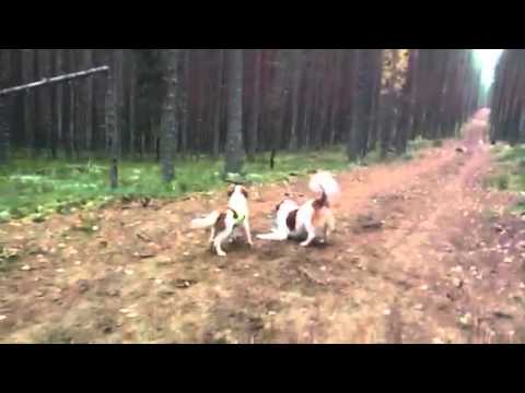 Daddy pre playing with daughter Aru