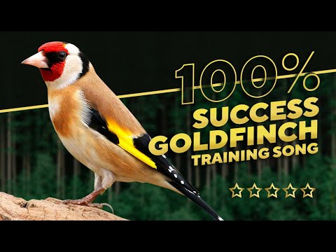Goldfinch 12h The Best Song -Training for all birds