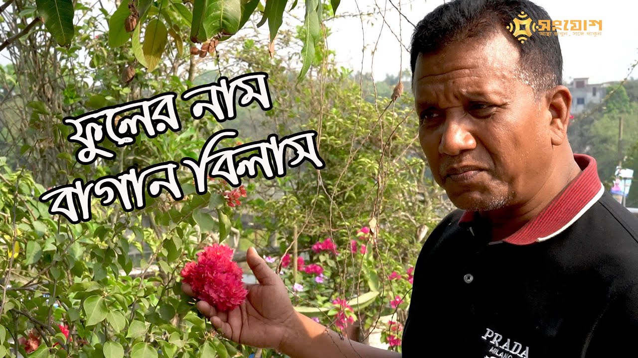 ফুলের নাম বাগান বিলাস