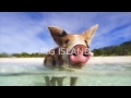 Pig Island the Animation