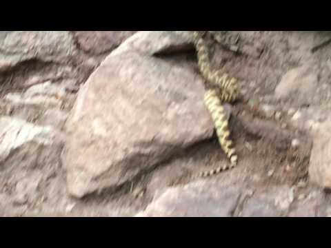 Boulder chipmunk checks out massive snake