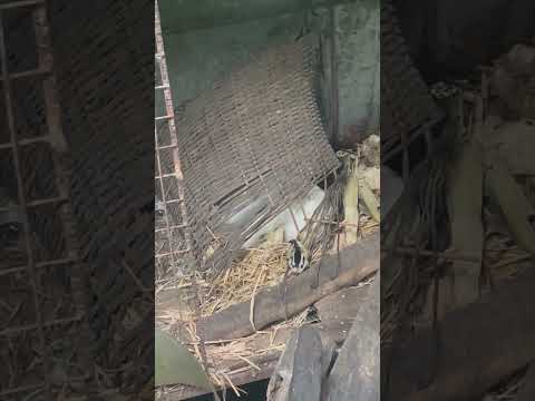 Aldis Ferlach O'Peigh 08 - Cowboy Reasoning and Hillbilly Reckoning - Rules to live by