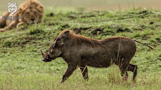 Download lagu Babi Hutan Afrika – Mangsanya Memiliki Kekuatan Luar Biasa, Bahkan Membuat Singa Takut mp3