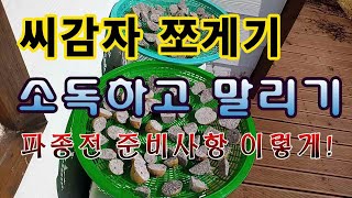 [텃밭농부.931]  씨감자 자르고 소독해서 말리기 #감자재배 #씨감자