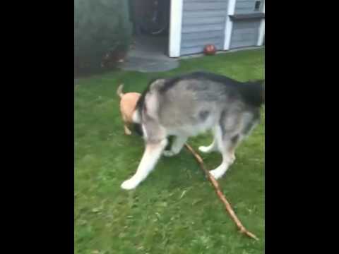 Malamute und Mops