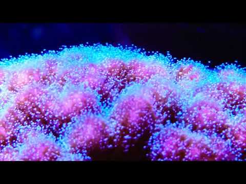 Reef Tank Corals close up