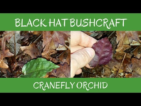 download lagu mp3 mp4 Crane Fly Orchid Leaf, download lagu Crane Fly Orchid Leaf gratis, unduh video klip Crane Fly Orchid Leaf
