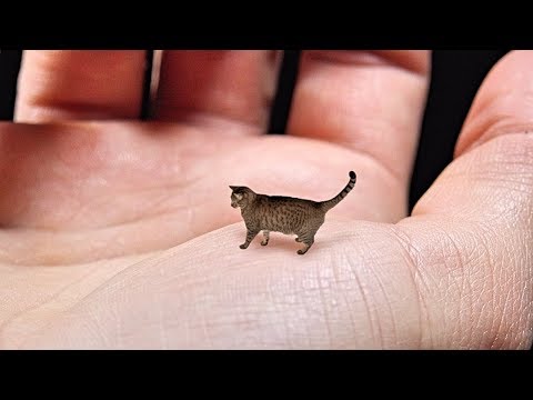 World's Smallest Cat - Cute, Tiny and Mean