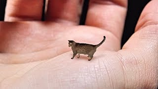 World&#39;s Smallest Cat - Cute, Tiny and Mean