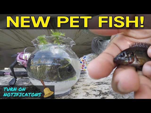 Catching Pet Exotic Fish for Aquarium