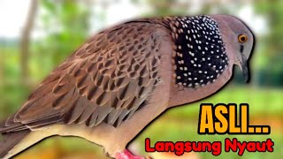 Download lagu Suara Burung Tekukur Gacor Paling Ampuh Untuk Pikat Dan Pancingan. mp3
