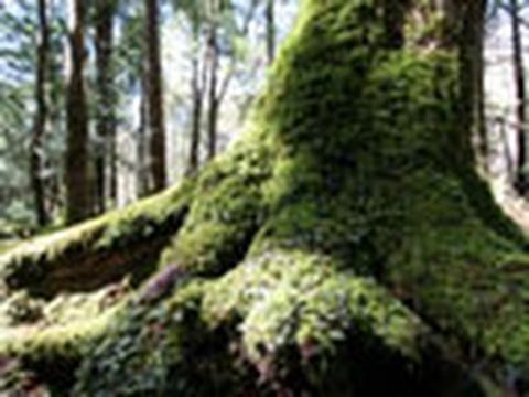 ダチョウのシダ 植物