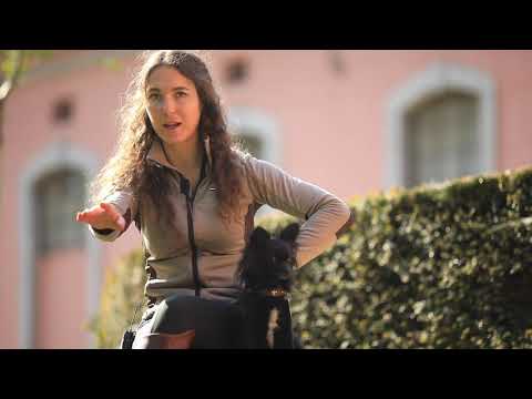 Liberty training with older horses