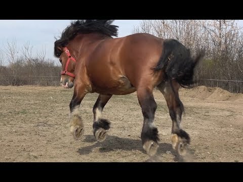 Armasarii lui Mircea de la Ruseni, Satu Mare - 2019 Nou!!!