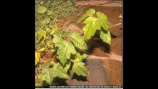 How to cure poison ivy, oak and sumac rashes