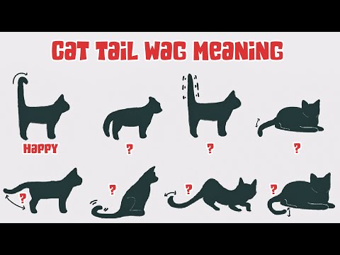 Cats Wagging their Tails and Cat Tail Language Explained
