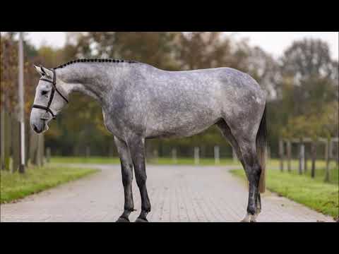 (Sold 🇸🇪) Mare, born 2018 by Zirocco Blue x Berlin