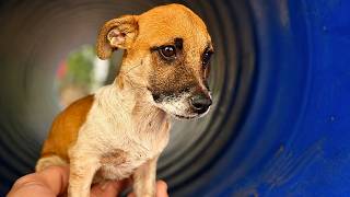 Small Puppy Was Thrown Away by the Road