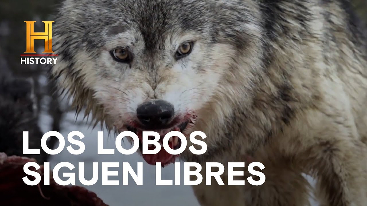 Rápidos, lobos y supervivencia 🐺🌲 - HOMBRES DE MONTAÑA
