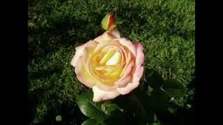 preview picture of video 'Rose Garden par JP'
