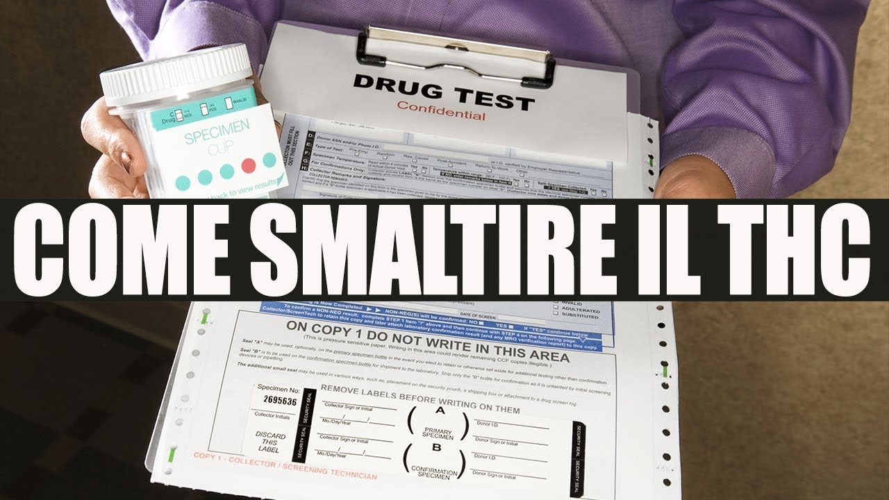 Watch Now Come smaltire il THC in vista di un Esame! Come smaltire il THC in vista di un Esame!