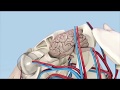 Animation To Show The Changes In The Pituitary Gland In Equine Cushing S Disease