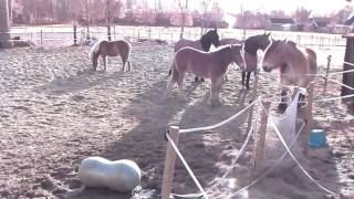 Horses LIVE stream ~ Koudbloed Kim