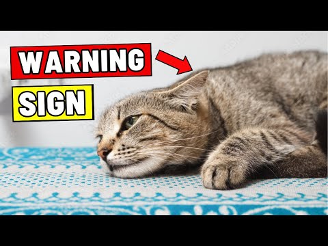 Even Indoor Cats Overheat – Watch for THESE Signs