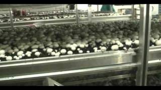 mushroom farm
