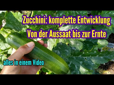 , title : 'Zucchini anbauen von der Aussaat bis zur Ernte Pflege Zucchini Pflanze'