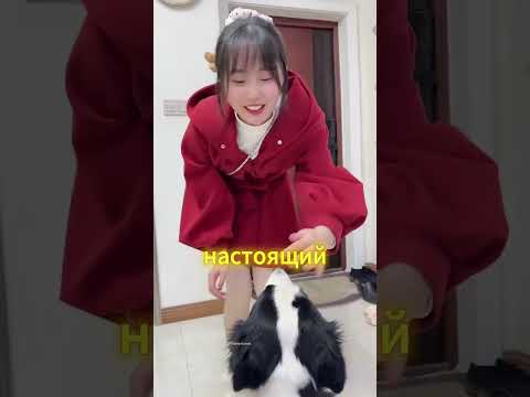Жизнь С Озорной Собакой В Квартире 🐶 #dog