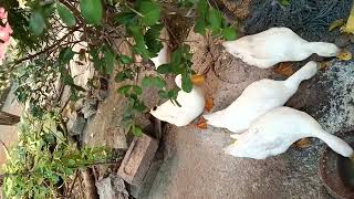#shortvideo #funnyvideos #whatsappstatus #trending #duck