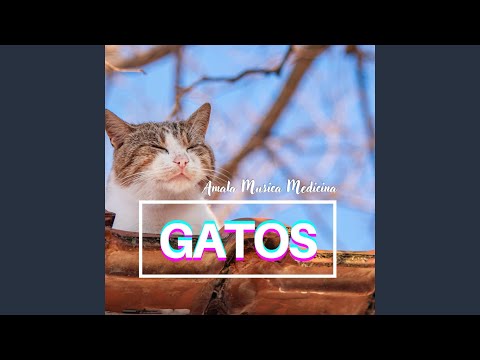 Gatos