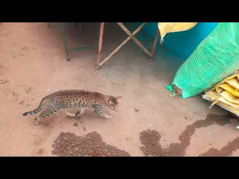 Wild Big cat 🐈😺 of Shikhar village Bangnaskali Palpa Nepal