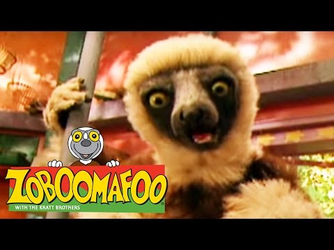 🐒 Zoboomafoo 🐒 101 | The Nose Knows - Full Episode | Kids TV Shows