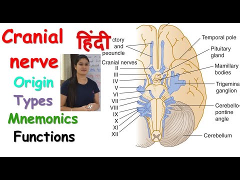 Cranial Nerves in Hindi | Origin | Types | Mnemonics | Functions | RajNEET Medical Education