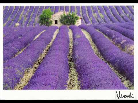 Leach - Lavender Fields
